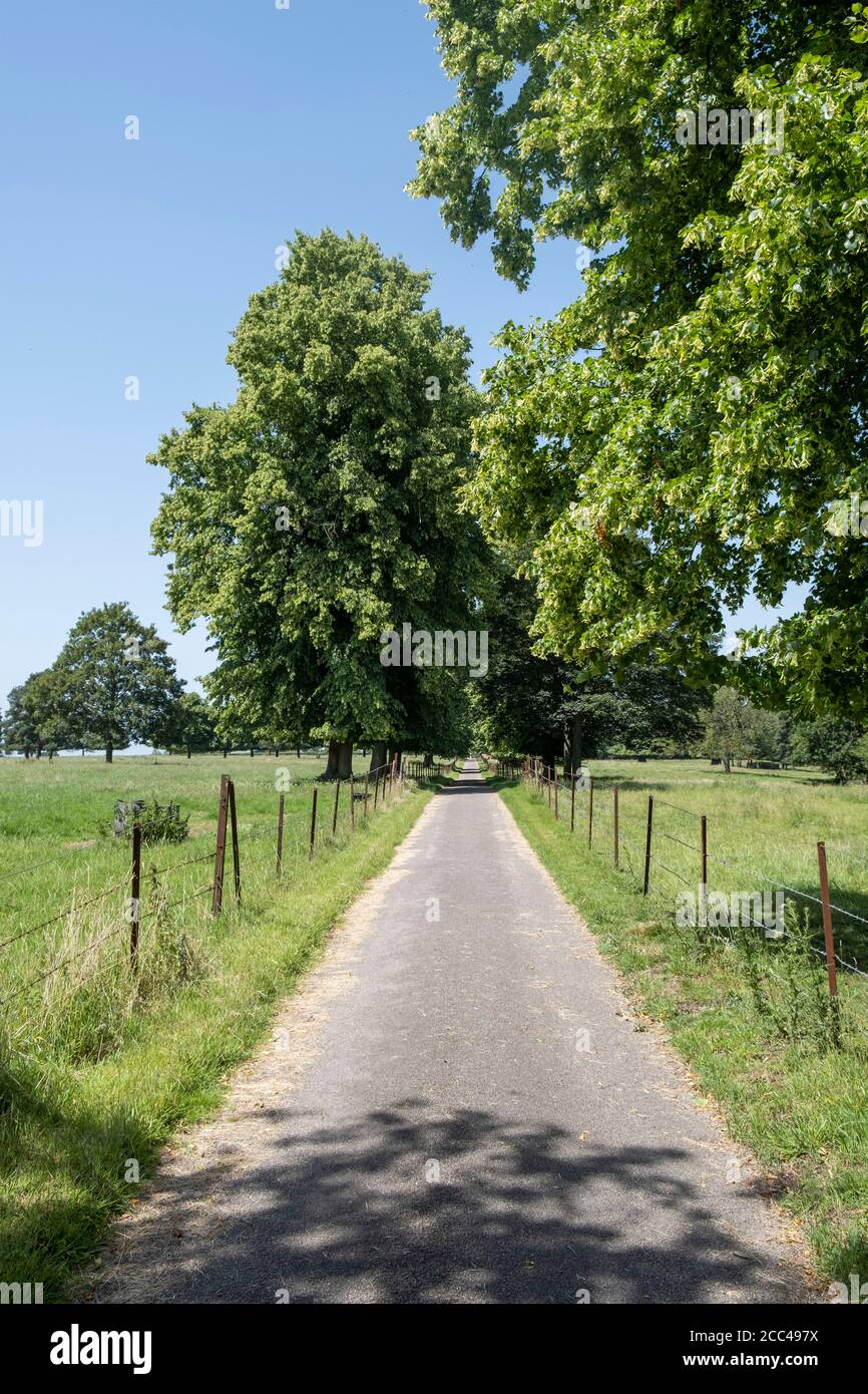 Country Lane à Great Waltham, Essex, Angleterre Banque D'Images
