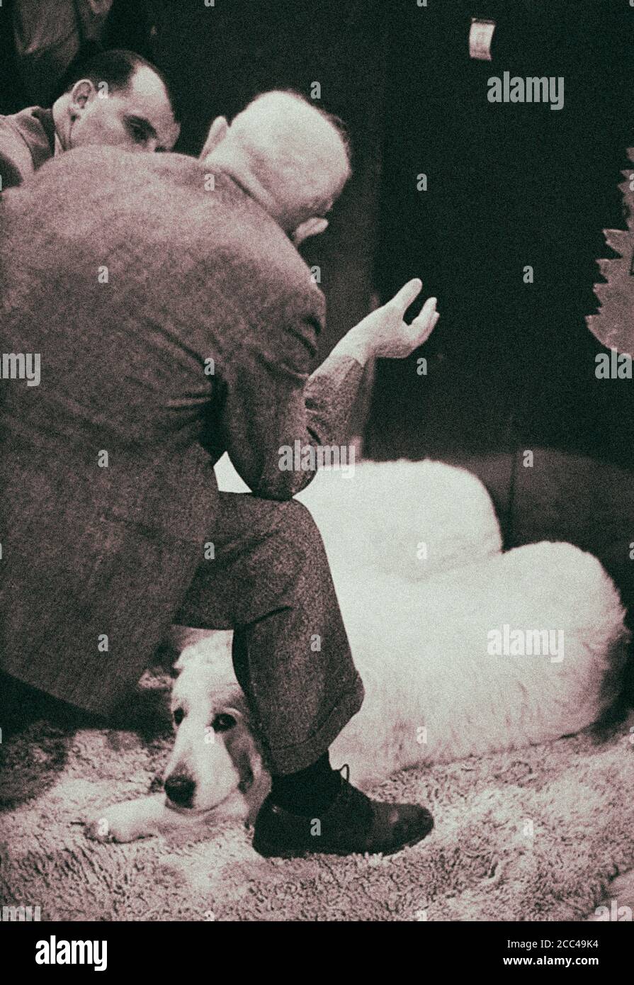 Spectacle canin du Westminster Kennel Club au Madison Square Garden. 1952 Banque D'Images