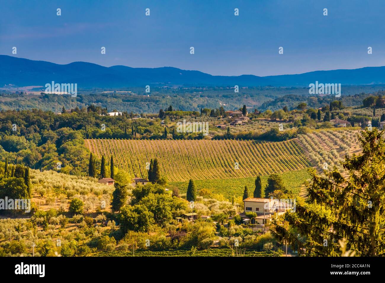 Vue pittoresque sur une belle vallée de San Gimignano. Un paysage agricole typique avec des maisons, des vergers d'oliviers et un vignoble... Banque D'Images