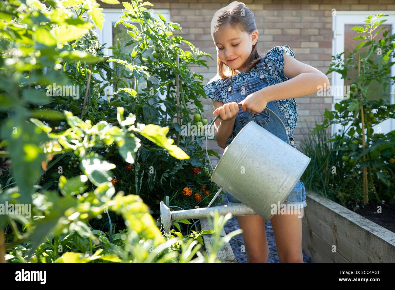 Jeunes filles arroser les lits de légumes surélevés à la maison avec arrosage CAN Banque D'Images