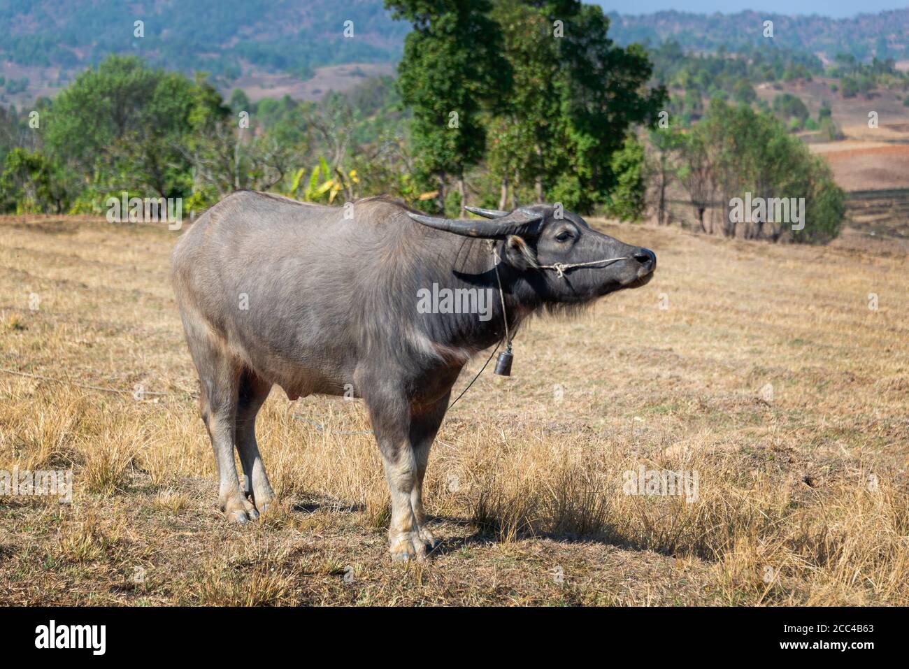 Buffalo dans un champ en Birmanie, au Myanmar Banque D'Images