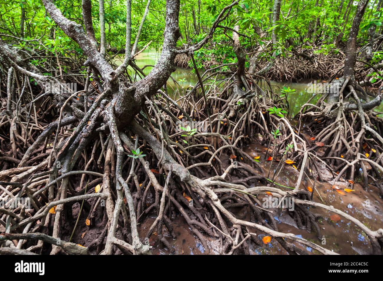 Forêt de mangroves près d'El Nido, île de Palawan aux Philippines Banque D'Images