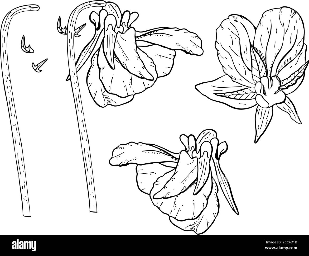 Cliquez sur des fleurs de pansy dessinées à la main. Illustration de Vecteur