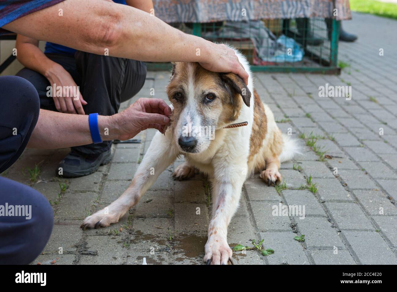 Les volontaires prennent soin d'un vieux chien dans un abri Banque D'Images