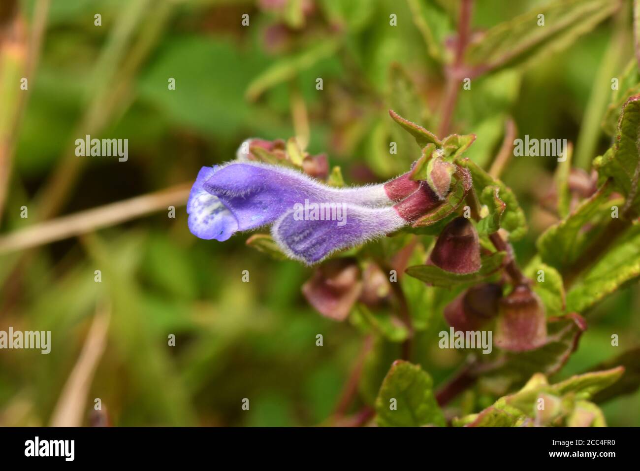 Skullcap commun 'Scutellaria galericulata' avec des fleurs bleu vif trouvées sur des terres humides telles que les marais, fens, berges et marges d'étang.Flowers Ju Banque D'Images