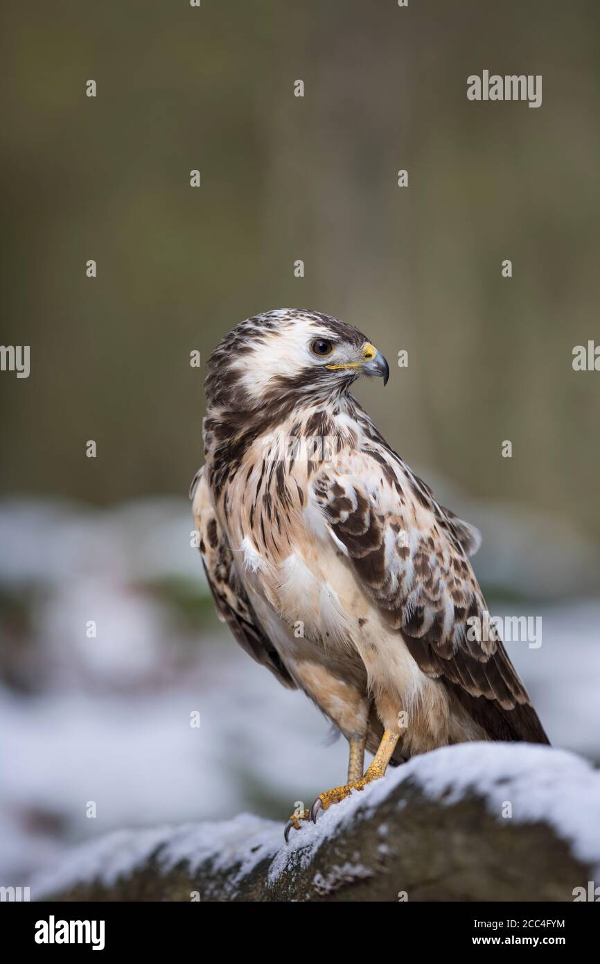 Maeusebussard, Buteo buteo, bourdonnement commun Banque D'Images