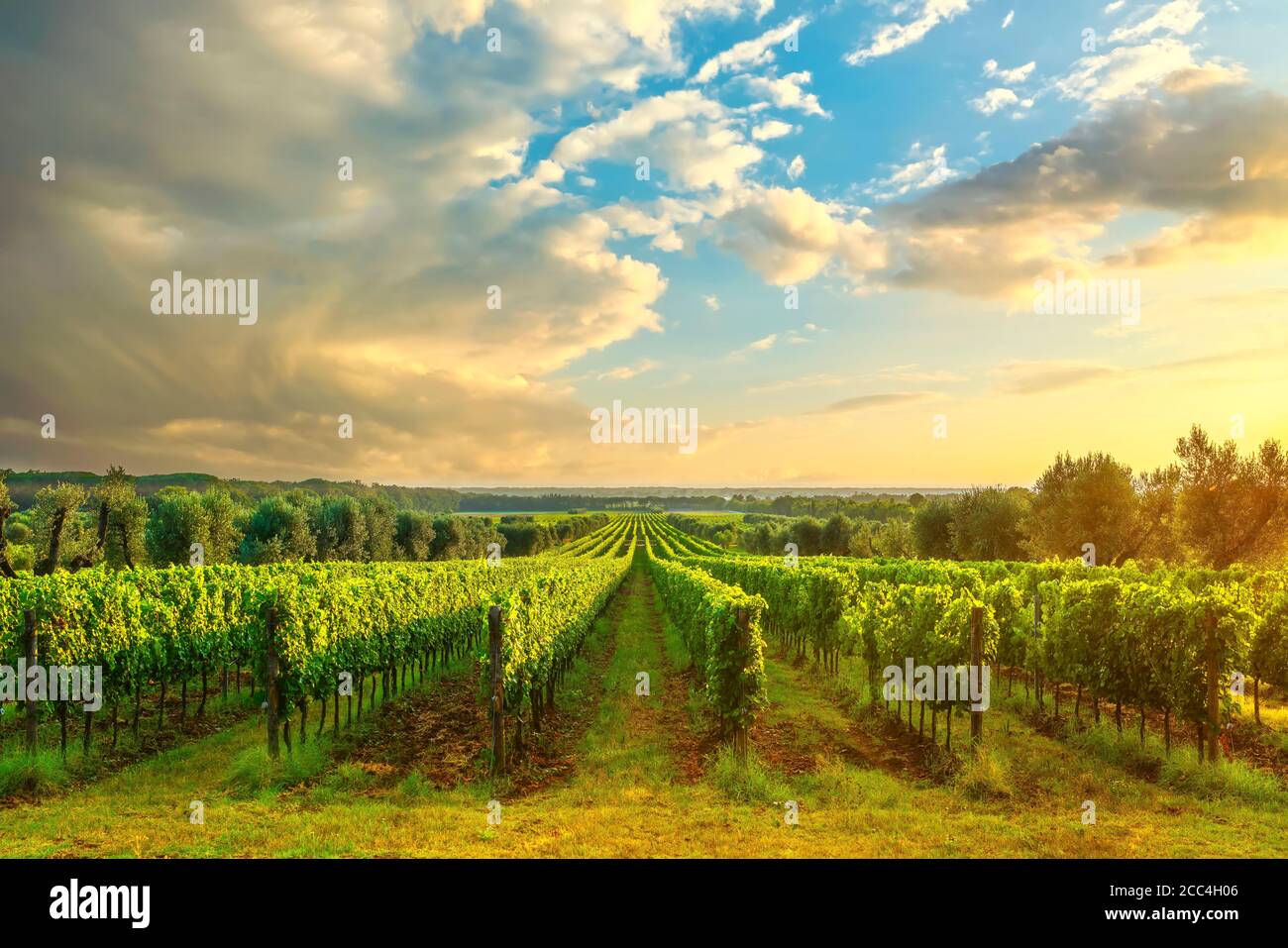 Vignoble Bolgheri, oliviers et pins au coucher du soleil. Maremme Toscane, Italie, Europe. Banque D'Images