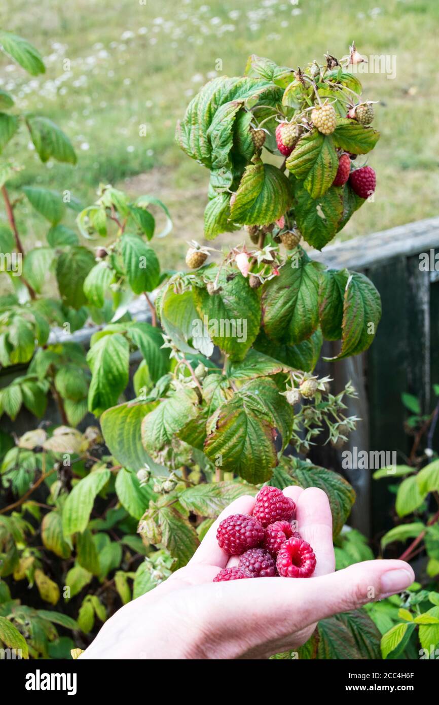 Femme tenant à la main des fruits cueillis dans des cannes de framboises dans un jardin de Norfolk ou dans un allotissement. Banque D'Images