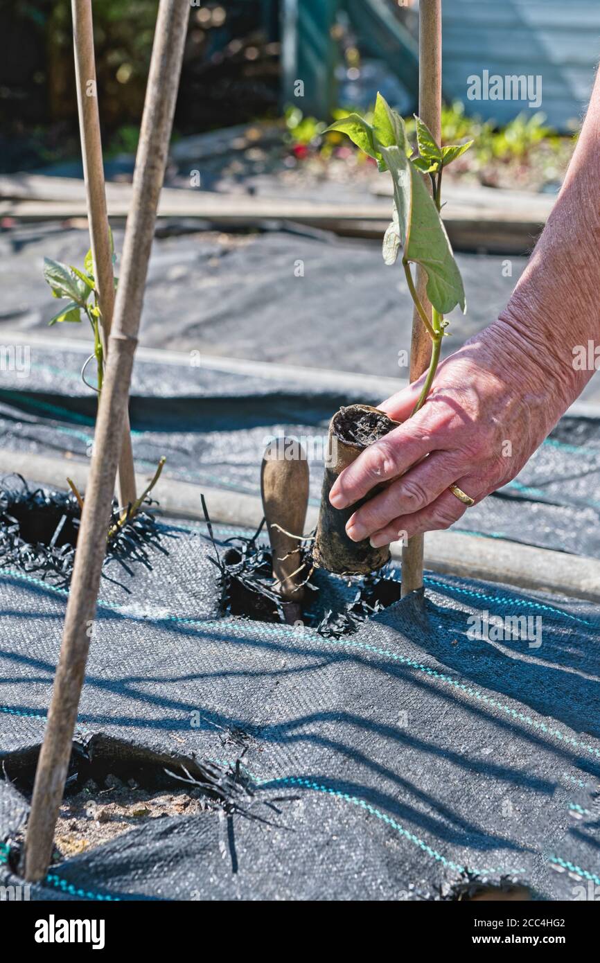 Plantation de plants de haricots de chemin de fer cultivés dans les centres de rouleaux de toilettes dans serre Banque D'Images