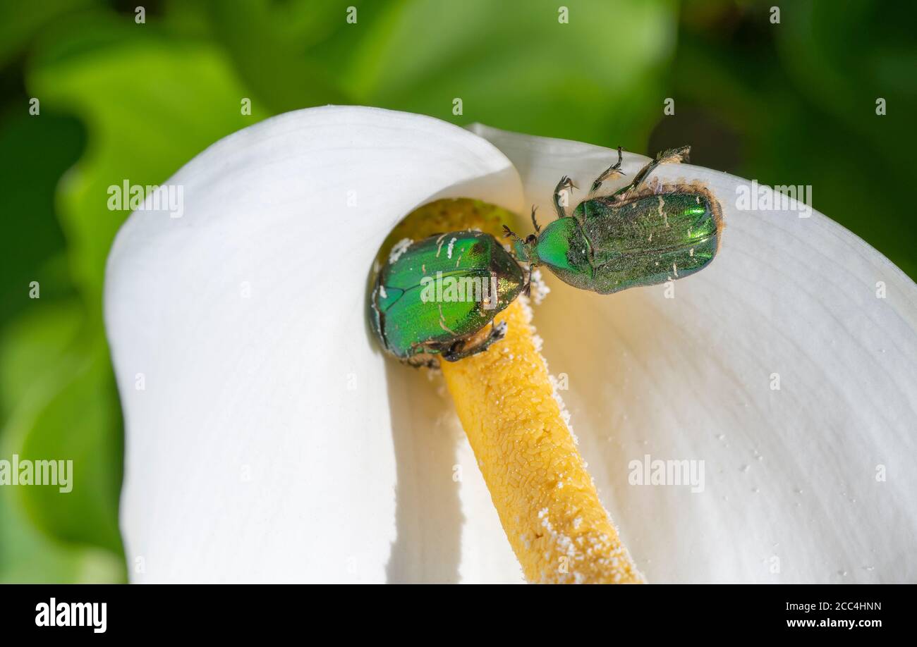 Un coléoptère britannique vert métallisé se nourrissant du cou de lis arum Banque D'Images