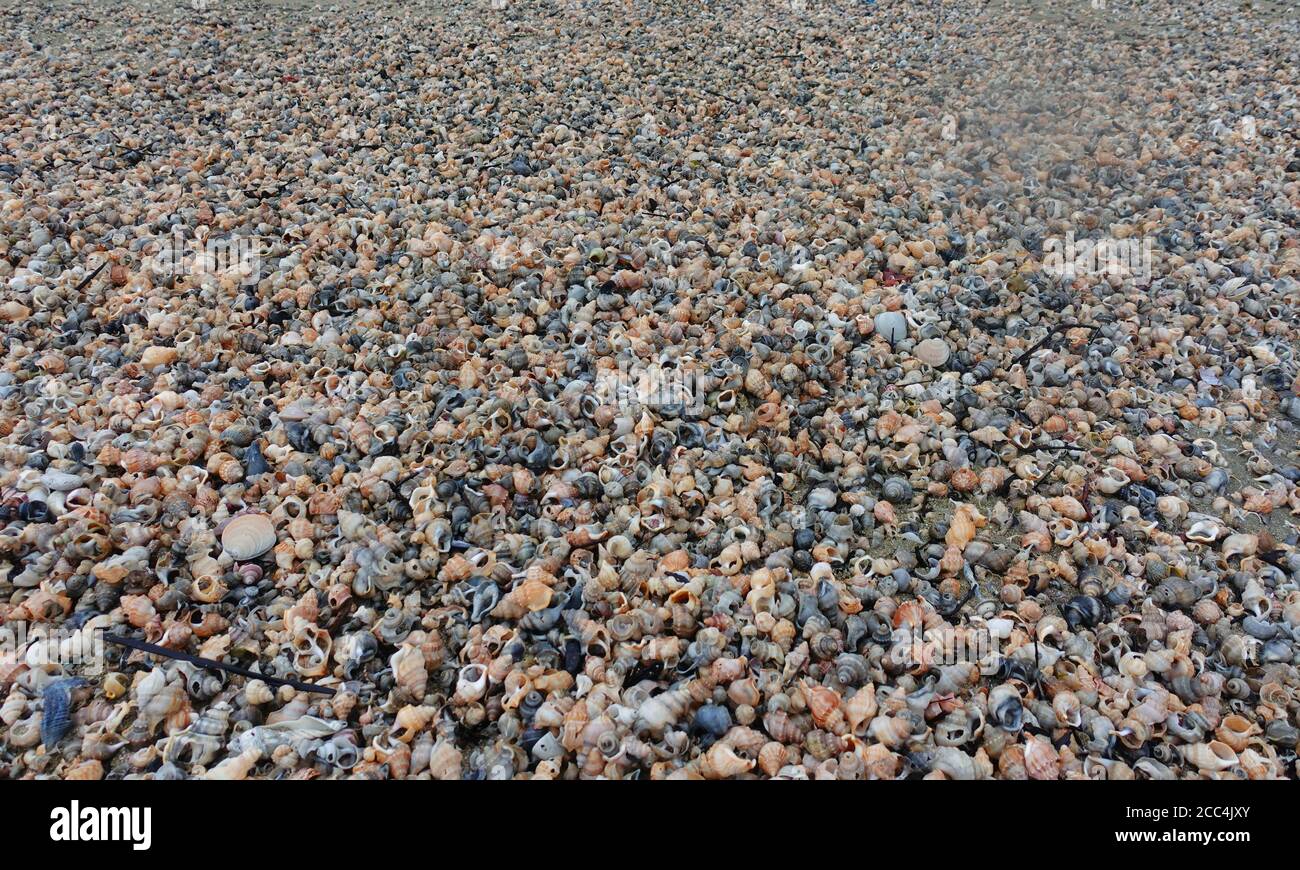 Des coquillages de plusieurs types et tailles sont trouvés sur la plage en Nouvelle-Zélande. Banque D'Images