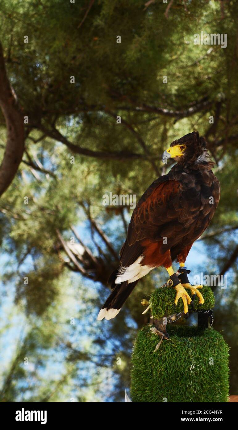 Un aigle captif à Malte. Banque D'Images