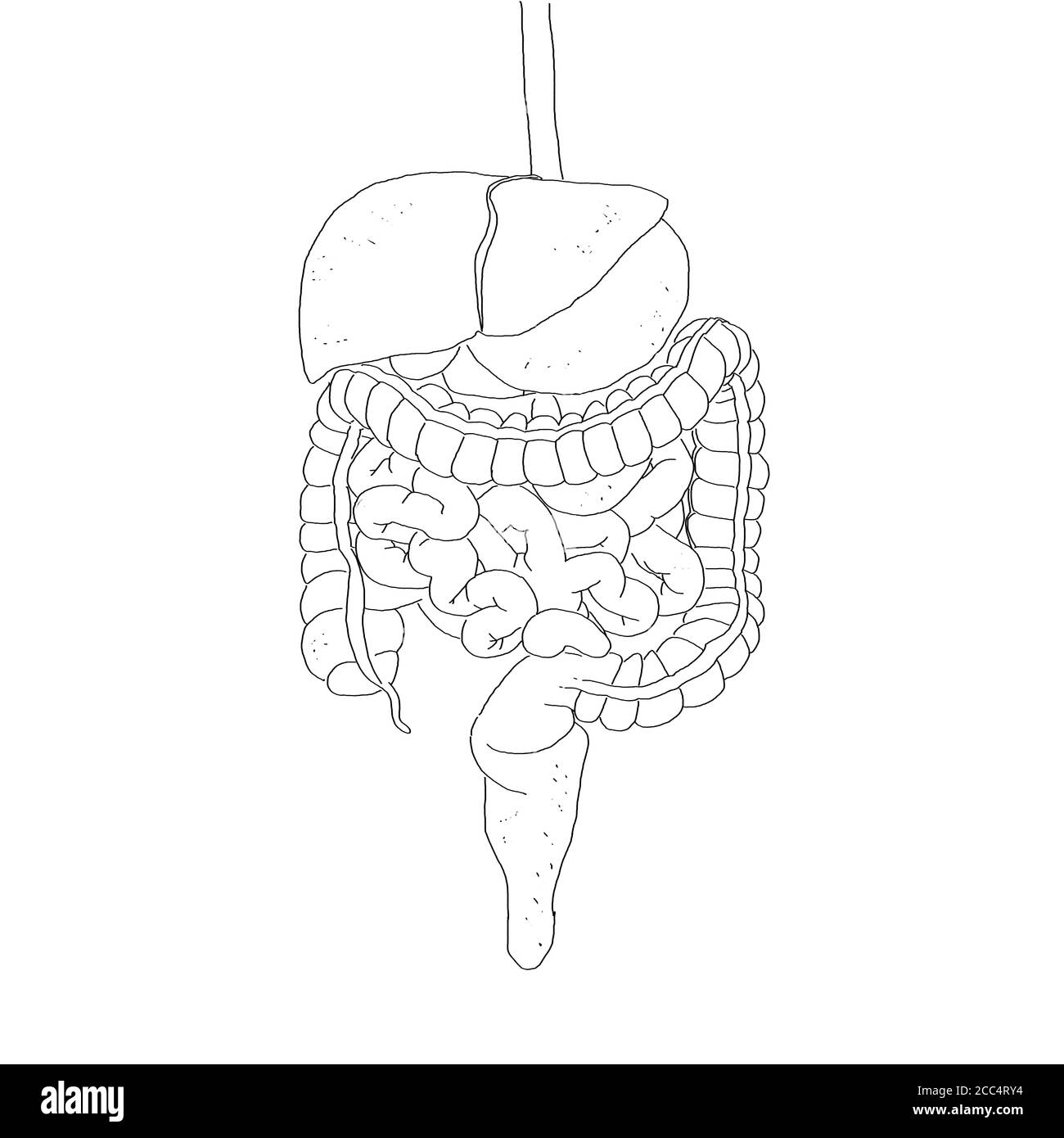 Système digestif, anatomie humaine, radiographie. illustration 3d. Banque D'Images