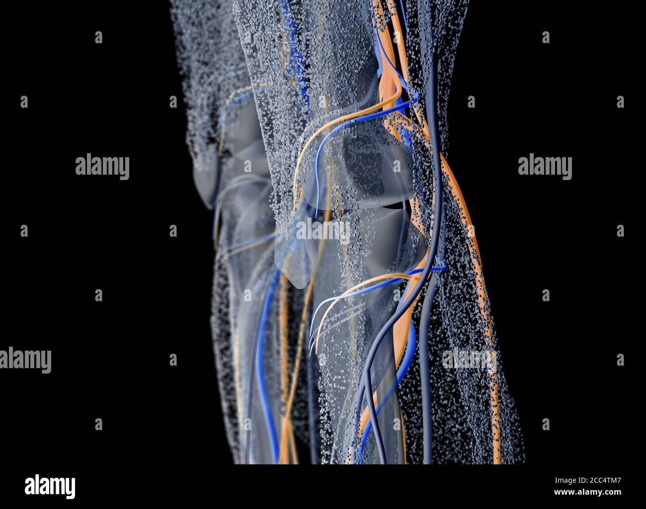 Anatomie humaine squelette gros plan de l'articulation du genou, illustration 3d Banque D'Images