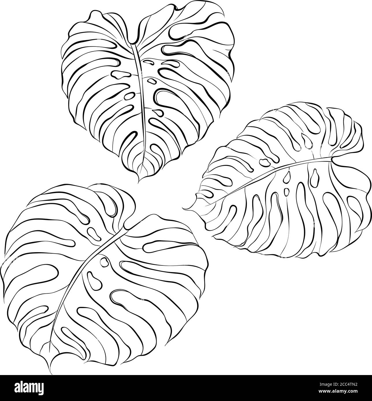 Ensemble vectoriel de feuilles de monstère. Plante tropicale. Illustration vectorielle isolée sur fond blanc. Élément pour le design, page de livre de coloriage. Illustration florale botanique Illustration de Vecteur