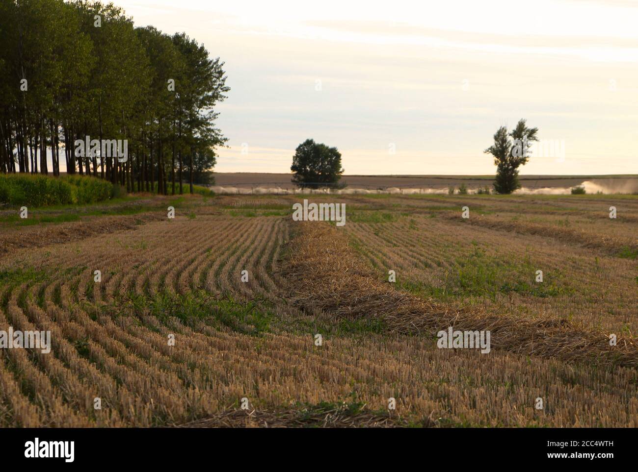 Champ de chaume d'une récolte de céréales en fin de soirée lumière du soleil Le jour d'août et les arroseurs d'eau actifs dans le Contexte Lantadilla Palencia Espagne Banque D'Images