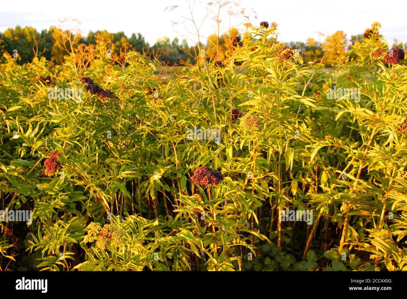 Rowan Sorbus aucuparia plantules en croissance sauvage à côté d'une campagne Piste près de Lantadilla Palencia Espagne en fin de soirée soleil Banque D'Images