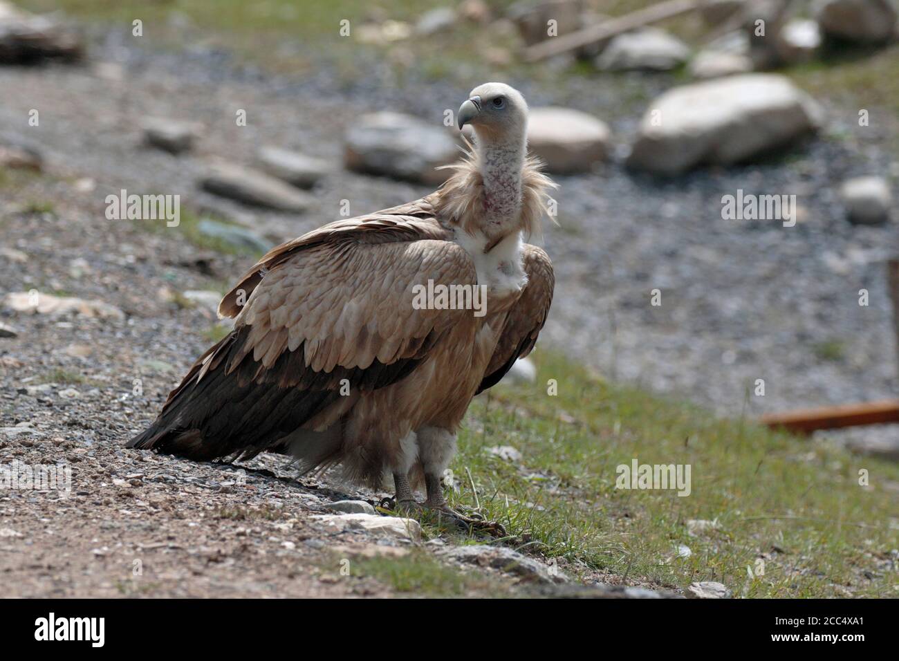 Himalayan Griffon Vulture (Gyps himalayensis), route S 308 à l'ouest de Yushu, province de Qinghai, Chine août 2017 Banque D'Images