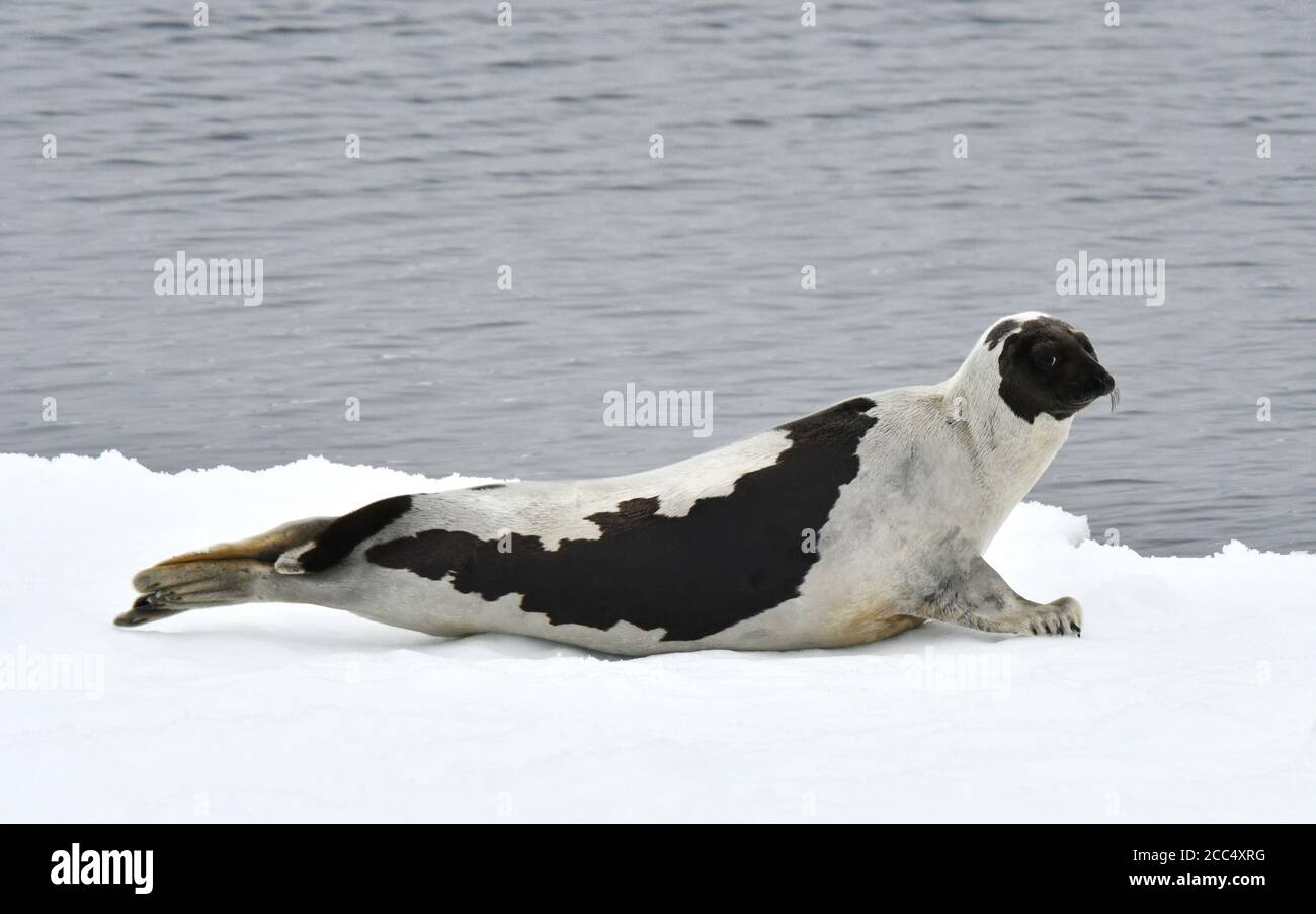 Phoque du Groenland, phoque à dos de selle, phoque du Groenland (Phoca groenlandica, Pagophilus groenlandicus), allongé sur une glace dérivant, vue latérale, Norvège, Svalbard Banque D'Images