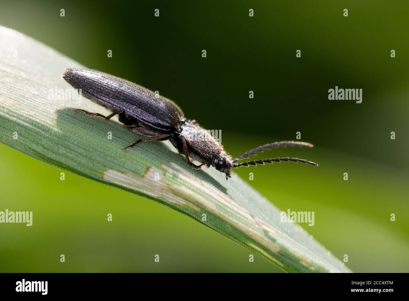 Click scarabée (Hemicrepidius spec.), se trouve sur une feuille, Allemagne Banque D'Images