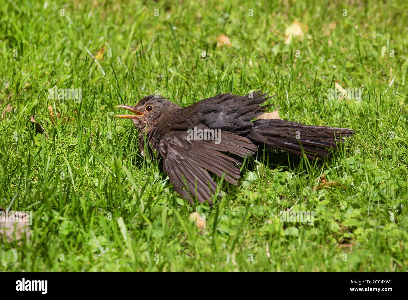 blackbird (Turdus merula), femmes bains de soleil dans un pré, Allemagne, Bavière, Isental Banque D'Images