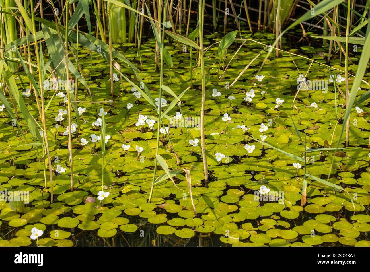 European Frog-bit, European Frogbit (Hydrocharis morsus-ranae), floraison, Allemagne, Bavière Banque D'Images