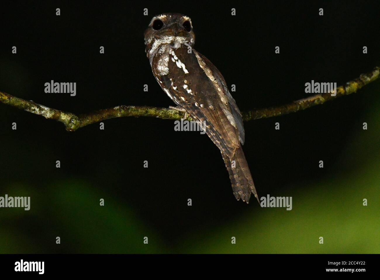 Grenouille marbrée (Podargus ocellatus, Podargus ocellatus ocellatus), perchée sur une branche dans la nuit, WestPapua , Nimbokrang Banque D'Images