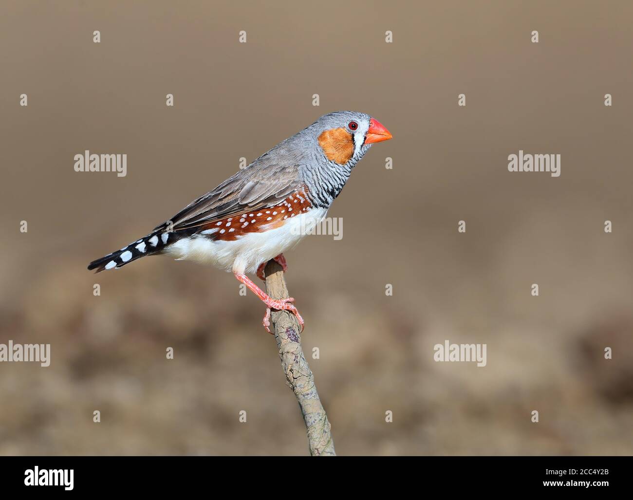 Zebra finch (Poephila guttata, Taeniopygia guttata), mâle adulte à long Waterhole, Australie, Queensland Banque D'Images