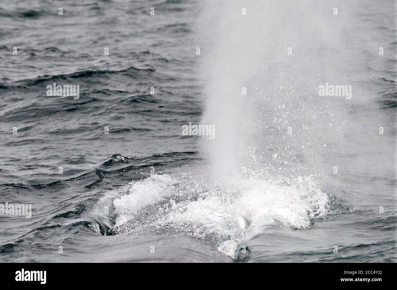 Baleine bleue (Balaenoptera musculus), nageant au large de la côte insulandique, donnant un énorme coup, Islande Banque D'Images