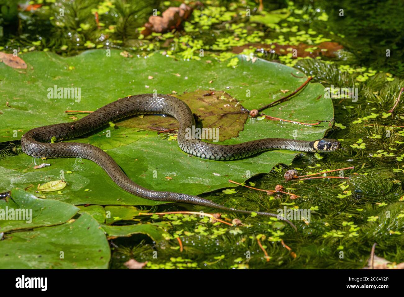 Couleuvre d'herbe (Natrix natrix), sur une feuille de nénuphars, Allemagne, Bavière, Isental Banque D'Images