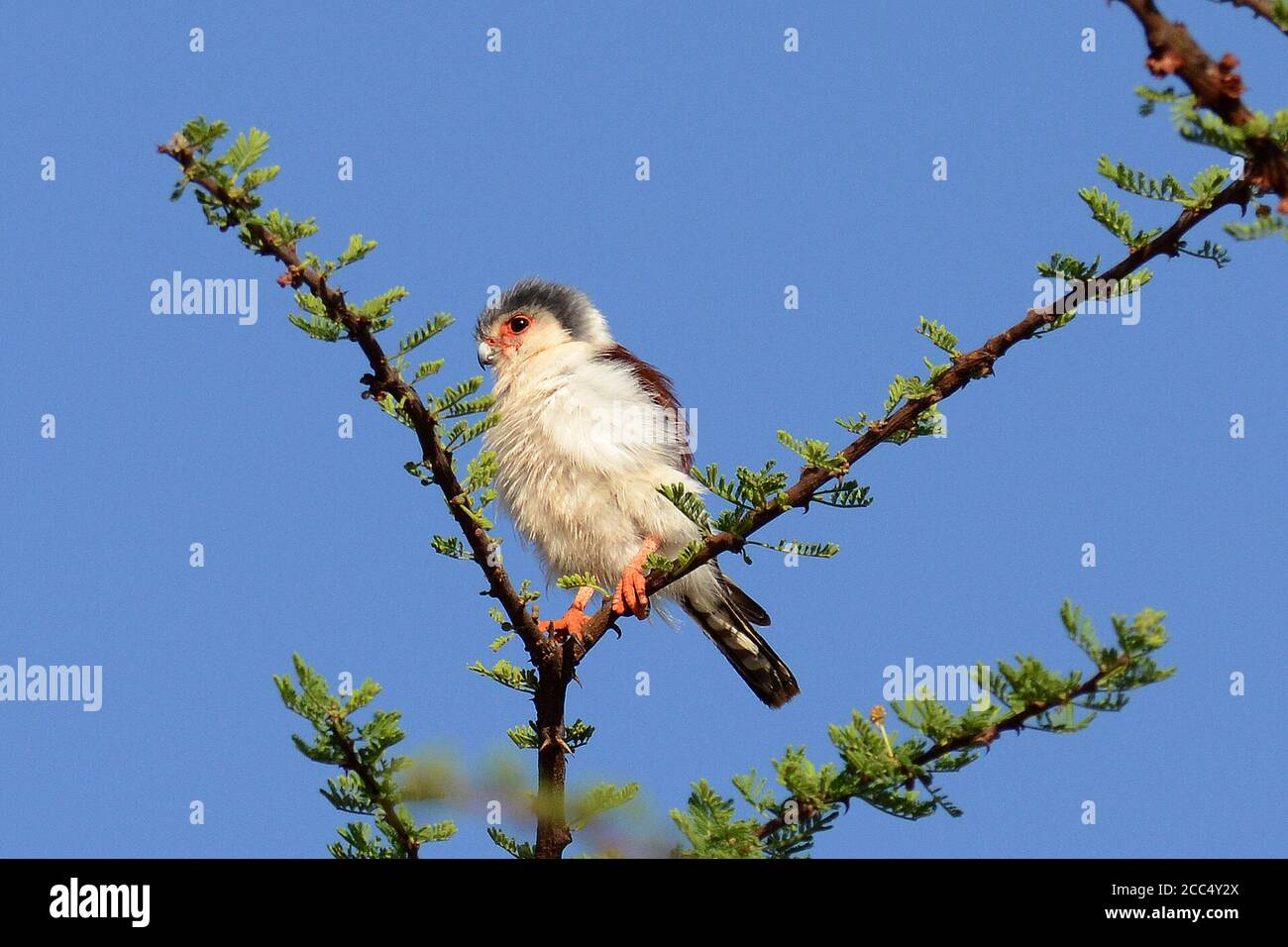 faucon pygmée africain (Polihierax semitorquatus), perçant sur un acacia, vue latérale, Ethiopie Banque D'Images
