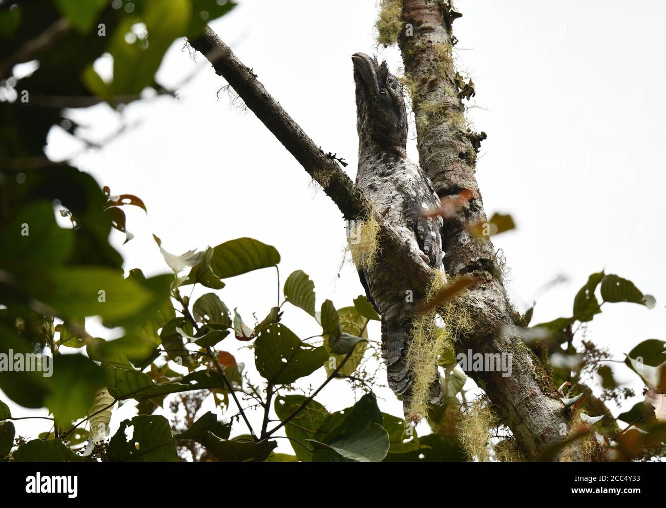 moufle de papouasie (Podargus papuensis), mougouille de papuan bien camouflée dormant dans la canopée de forêt tropicale sur les monts Arfak, Indonésie, New occidental Banque D'Images