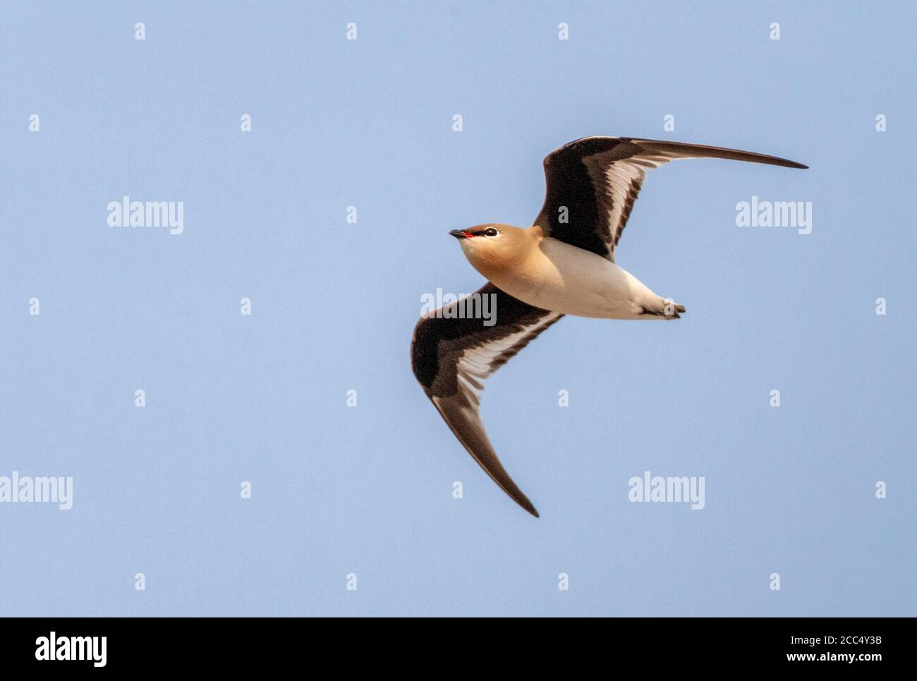 Little pratincole (Glareola lactea), en vol, Inde, Assam, parc national de Nameri Banque D'Images