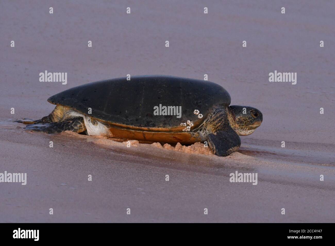Tortue verte, tortue rocheuse, tortue de viande (Chelonia mydas), femelle sur la plage, en rendonnant à la mer après avoir pondu des œufs dans le sable, île de l'Ascension Banque D'Images