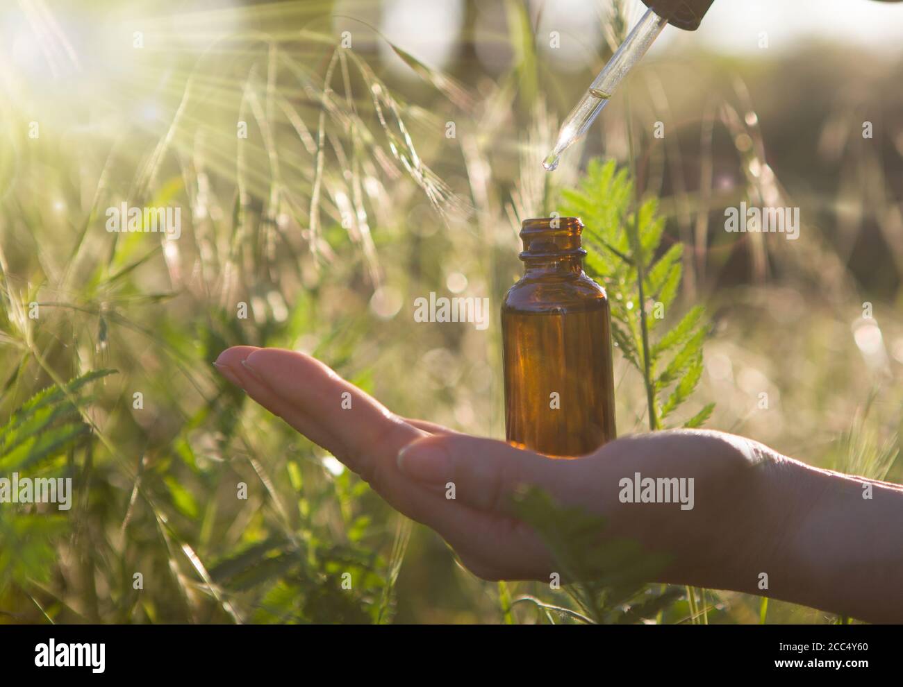 Main tenant une bouteille d'huile essentielle dans une pipette, herbe naturelle, obtenant des extraits d'huile à usage médical. Banque D'Images