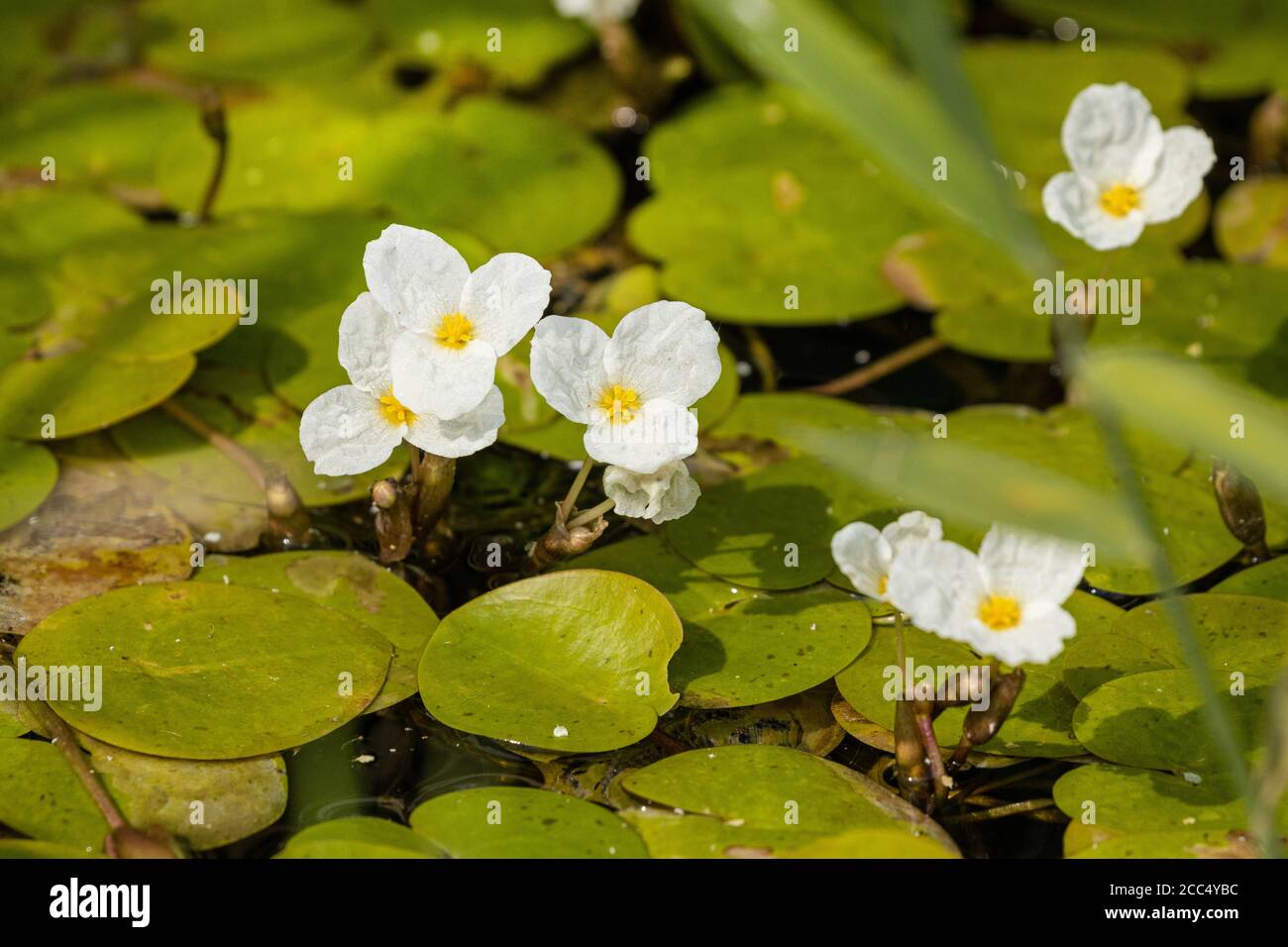 European Frog-bit, European Frogbit (Hydrocharis morsus-ranae), floraison, Allemagne, Bavière Banque D'Images