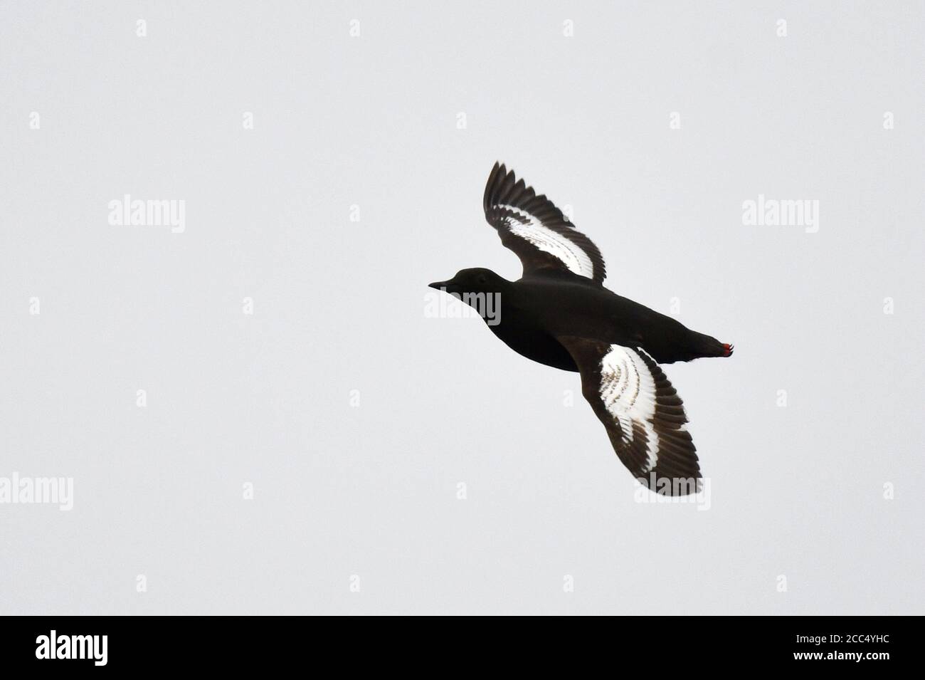 Guillemot noir arctique (Cepphus grylle mandtii, Cepphus mandtii), deuxième année civile en vol, Norvège, Svalbard Banque D'Images