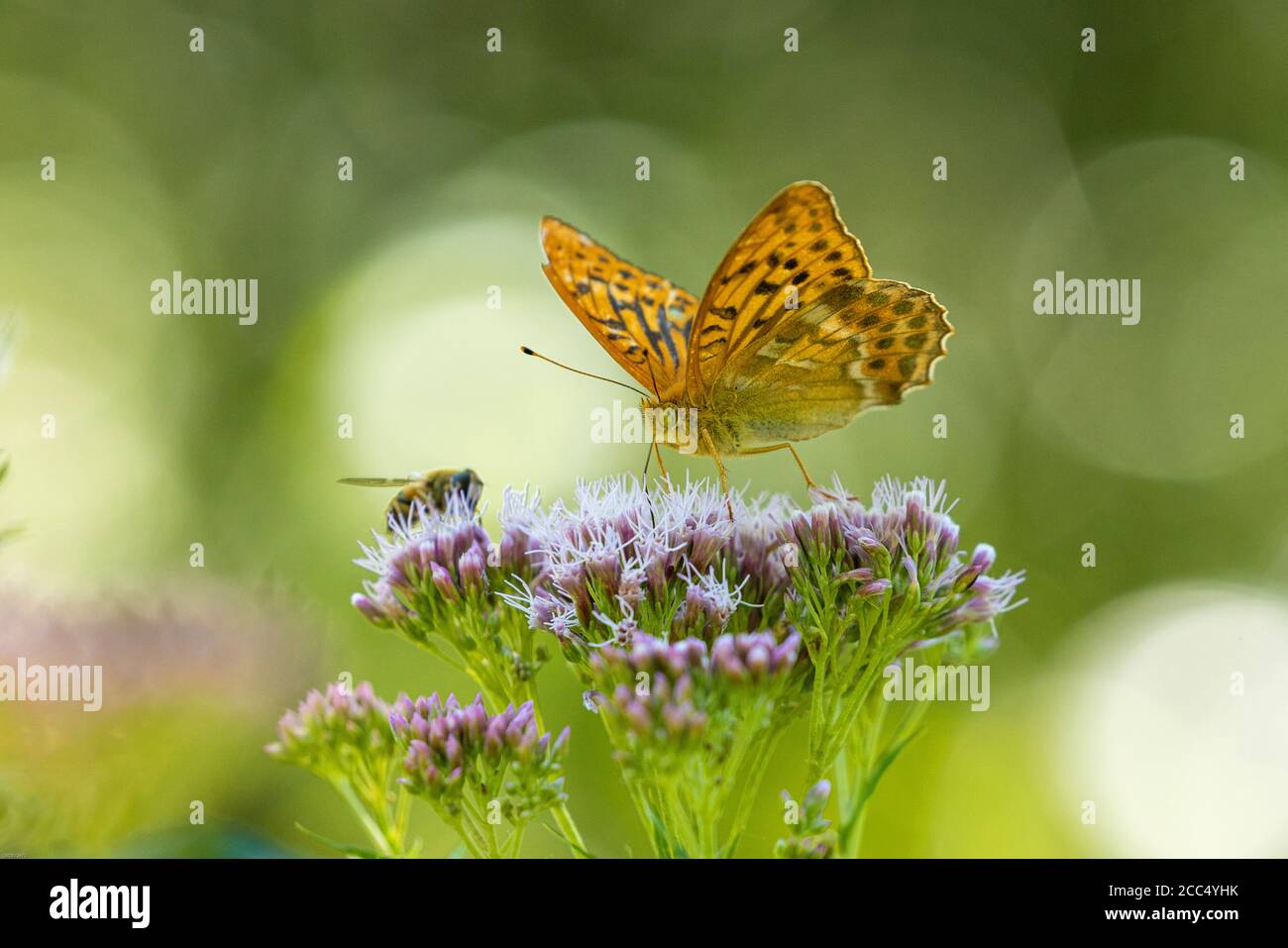 Fritillaire lavé à l'argent (Argynnis paphia), mâle sur la rue en fleur, Allemagne, Bavière Banque D'Images