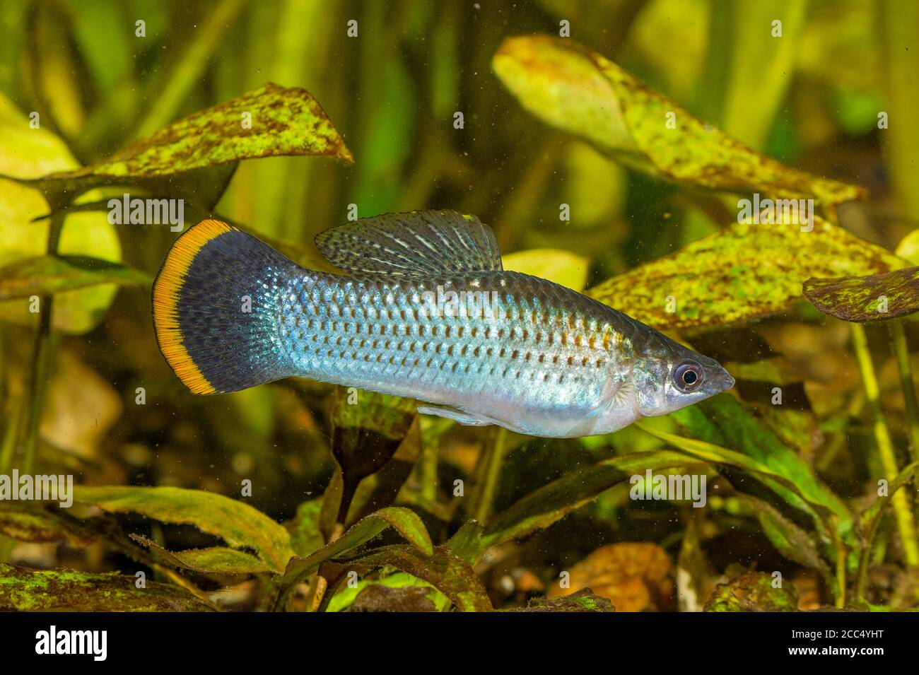 Molly mexicaine, molly marbrée, Molly Liberty (poecilia schenops, Mollienesia shenops), variété sauvage Banque D'Images