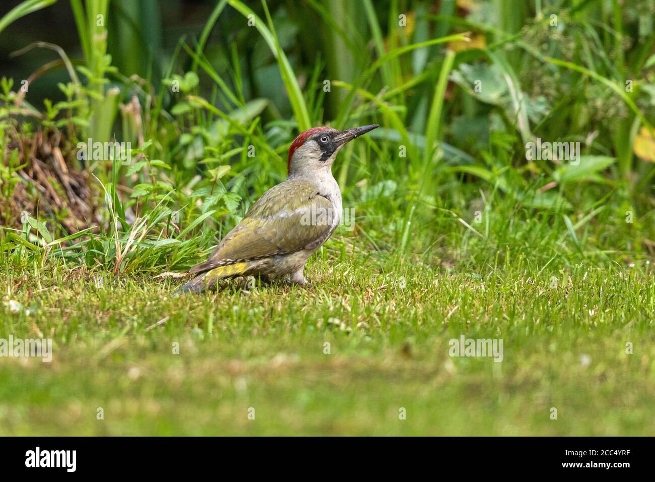 Pic vert (Picus viridis), femelle à la recherche de fourmis dans la prairie au bord de la rivière, vue latérale, Allemagne, Bavière Banque D'Images