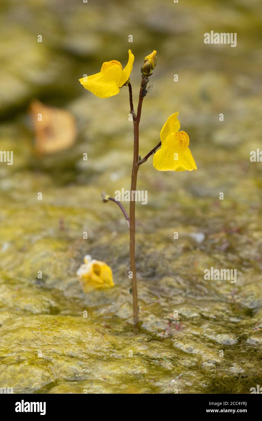 Bladdermoût commun, grand bladdermoût (Utricularia vulgaris), floraison, Allemagne, Bavière, Isental Banque D'Images