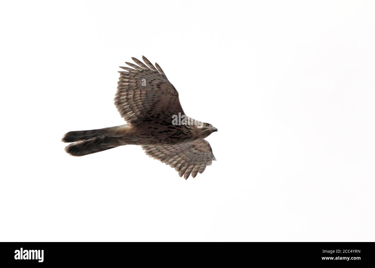 northern Gooshawk (Accipiter gentilis), deuxième année de vol de femme, Danemark Banque D'Images