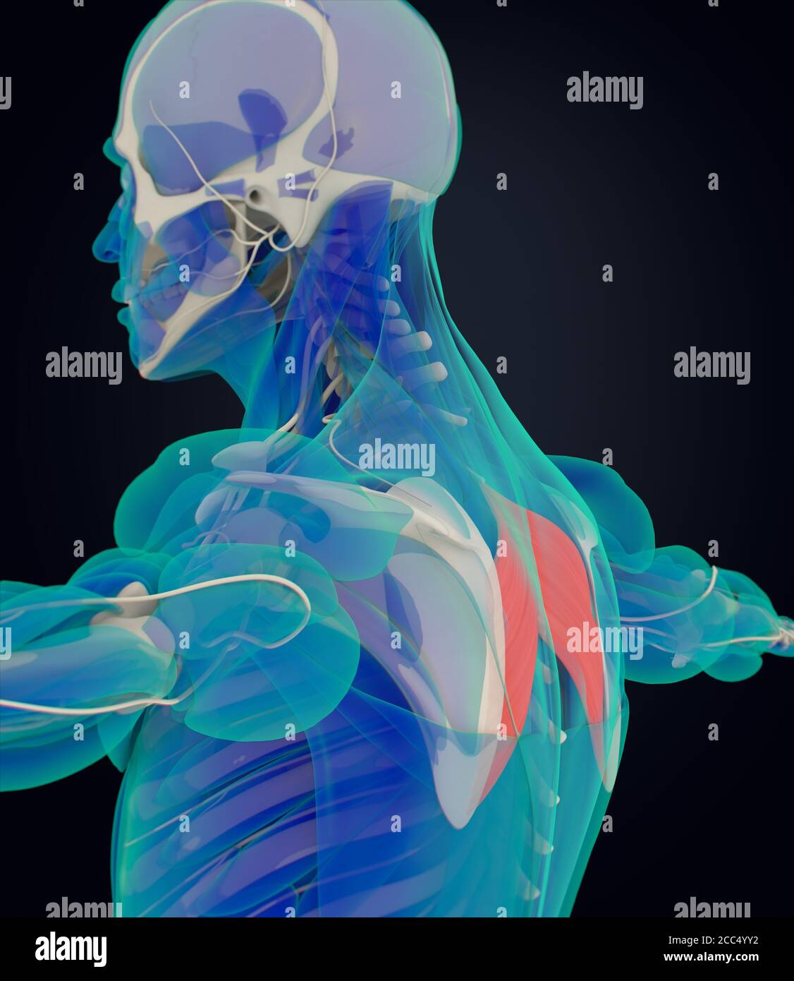 Illustration de l'anatomie de la rhomboïde major.acquisition de rayons X du corps du muscle humain. Illustration 3D. Banque D'Images