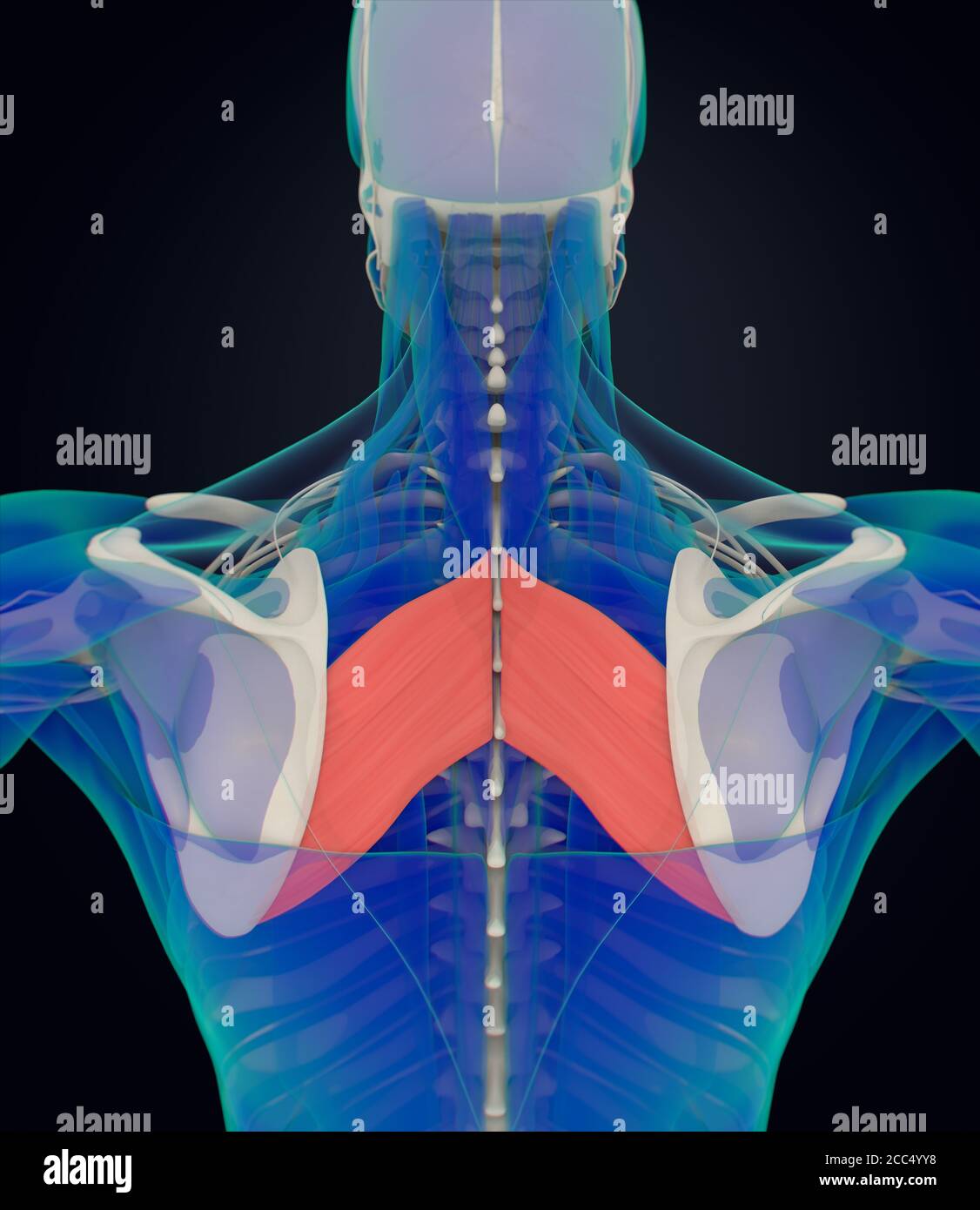 Illustration de l'anatomie de la rhomboïde major.acquisition de rayons