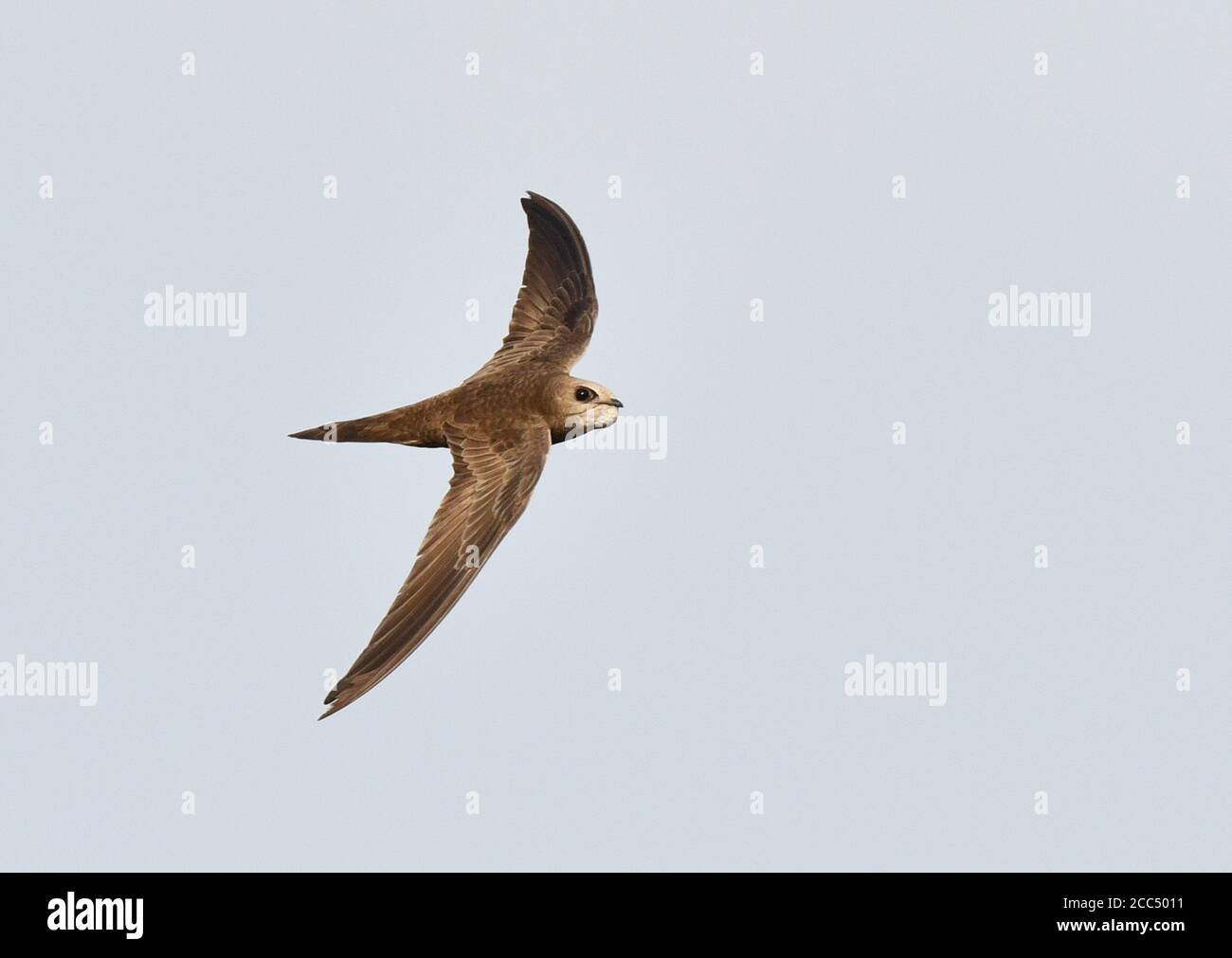 Pallid SWIFT (Apus pallidus), adulte en vol, Espagne Banque D'Images