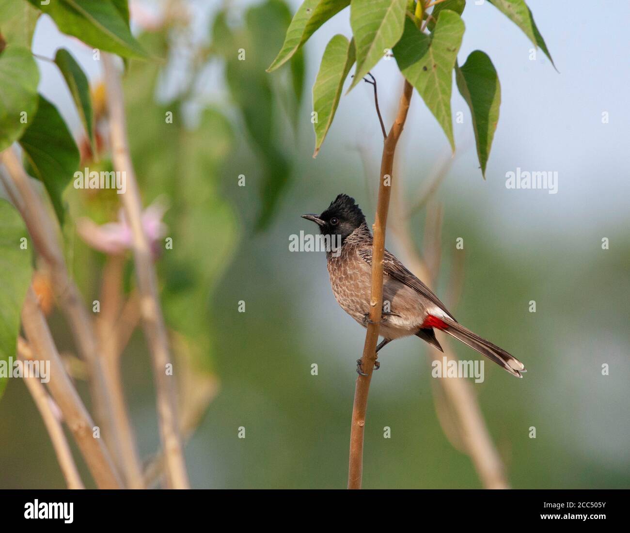 Bulbul à ventilation rouge (cafetière Pycnonotus), perché sur une branche, Inde, Banque D'Images