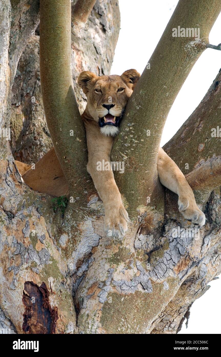 lion (Panthera leo), Lioness reposant dans un arbre, Ouganda Banque D'Images