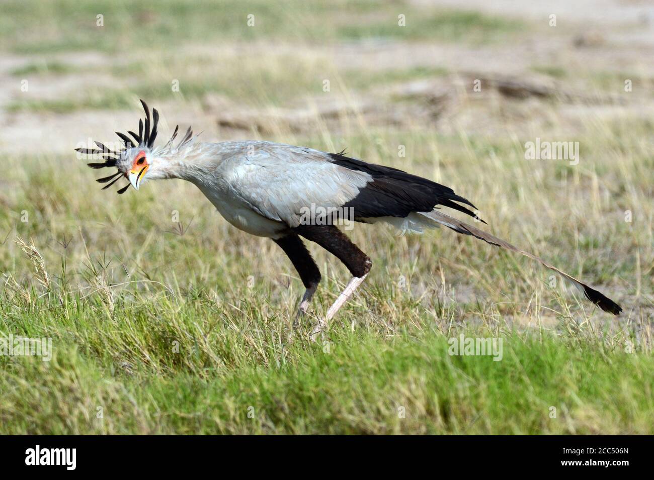 oiseau secrétaire, Sagittaire serpent, oiseau secrétaire (Sagittaire serpent), marchant dans les prairies, vue latérale, Tanzanie Banque D'Images