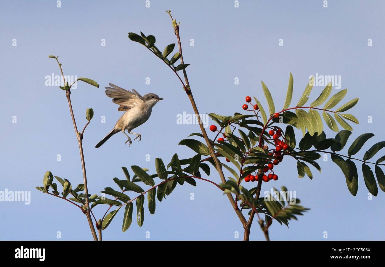 Moins d'ethroat (Sylvia curruca), planant devant la petite brousse, à la recherche d'insectes à manger, Danemark Banque D'Images