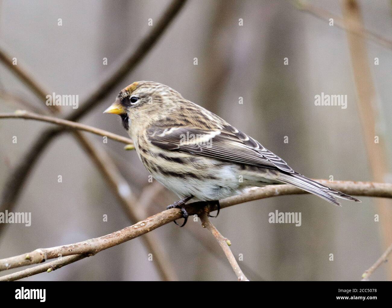 Moins de redpoll, redpoll commun (Carduelis flammea cabaret, Carduelis cabaret), siège sur une succursale, Royaume-Uni, Angleterre, Norfolk Banque D'Images